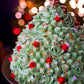 The Grand Christmas Tree Cake - Patisserie Valerie
